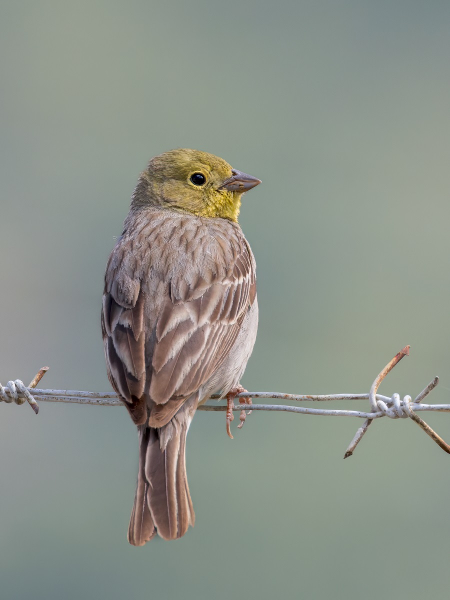 lesvos bird trip reports