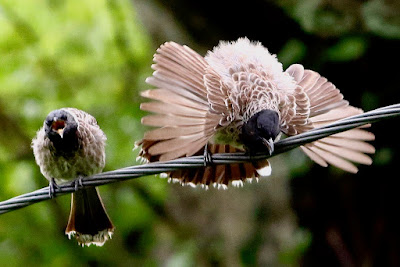 Red-vented Bulbul