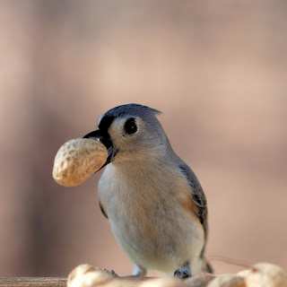 bird with food