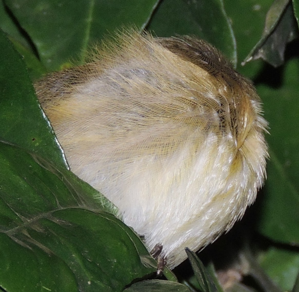 PHYLLOSCOPUS COLLYBITA