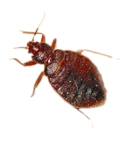 City that Never Sleeps - 1 in 10 Homes Battle Bed Bugs