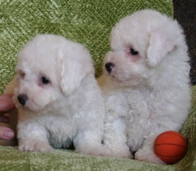 Cute Bichon Frise Puppy Picture