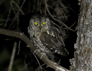 Scops Owl, one of the target species of Athens