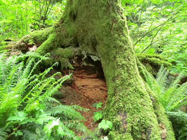 mossy tree with ferns BC