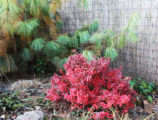 jesiene kolory w ogrodzie, jakie rośliny wyglądaja najpiękniej jesienią,kolor czerwony w ogrodzie,piękny ogród jesienią,rabata w kolorze czerwonym, czerwone rośliny, któe rośliny zmieniają kolor jesienią na jesień,porady inspiracje ogrodowe,berberys