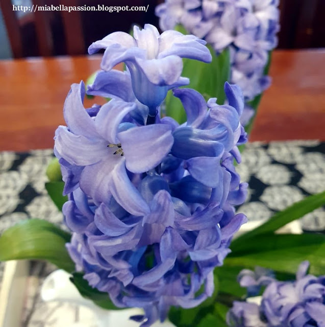 Hyacinth