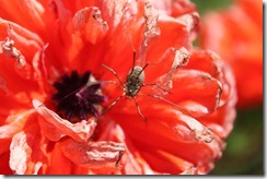 IMG_3651 IMG_3651