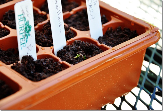 Seeds - 2