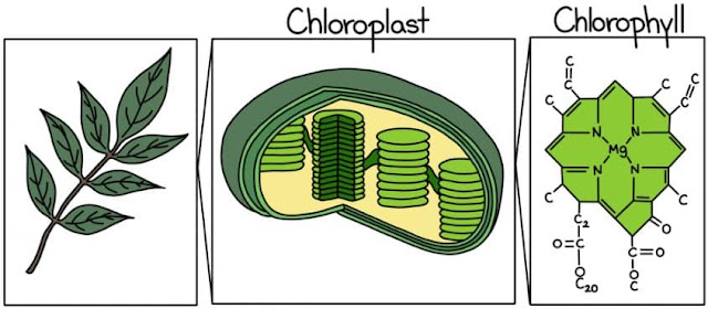 apa fungsi klorofil pada tumbuhan
