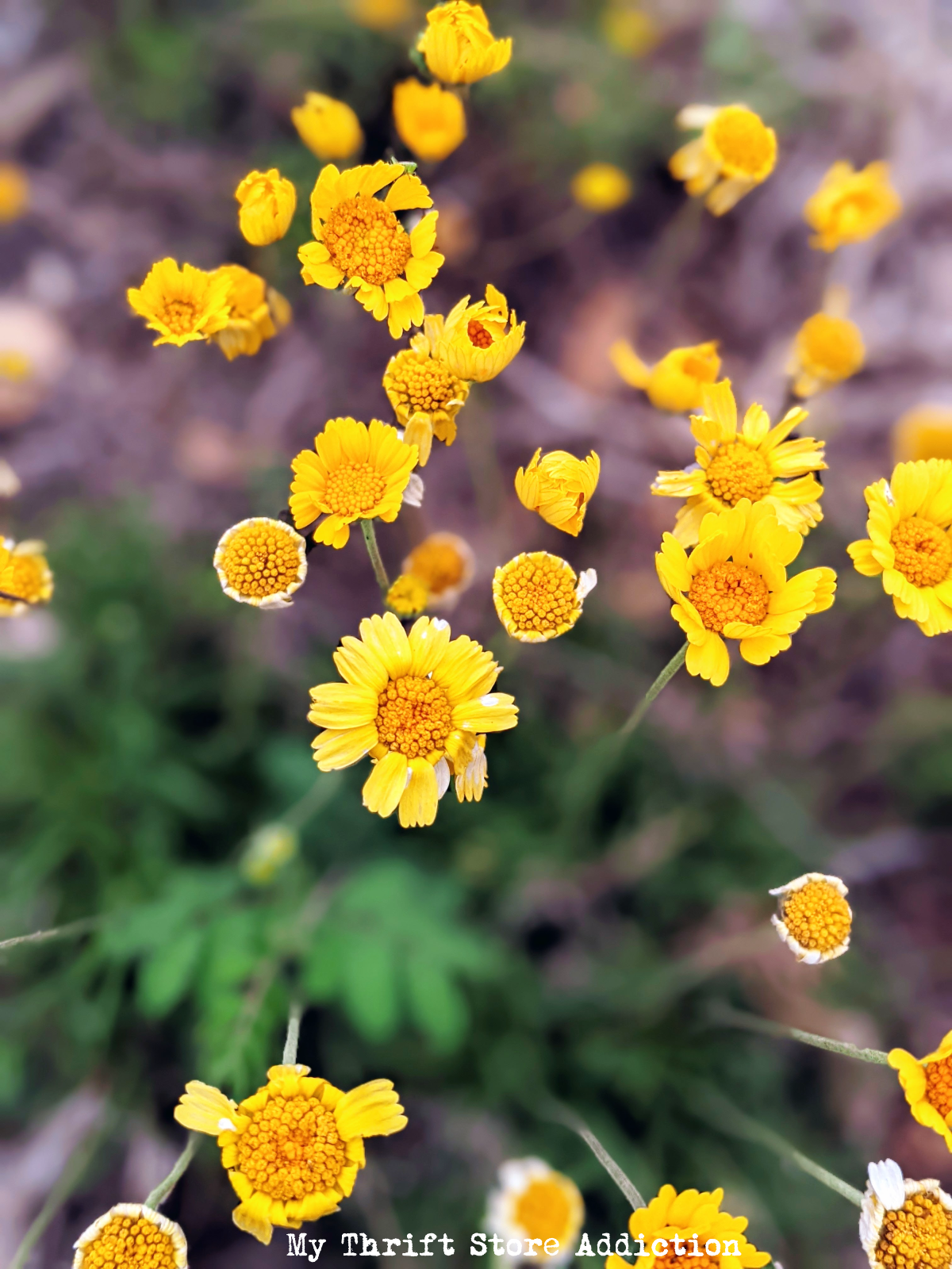 May garden in Texas