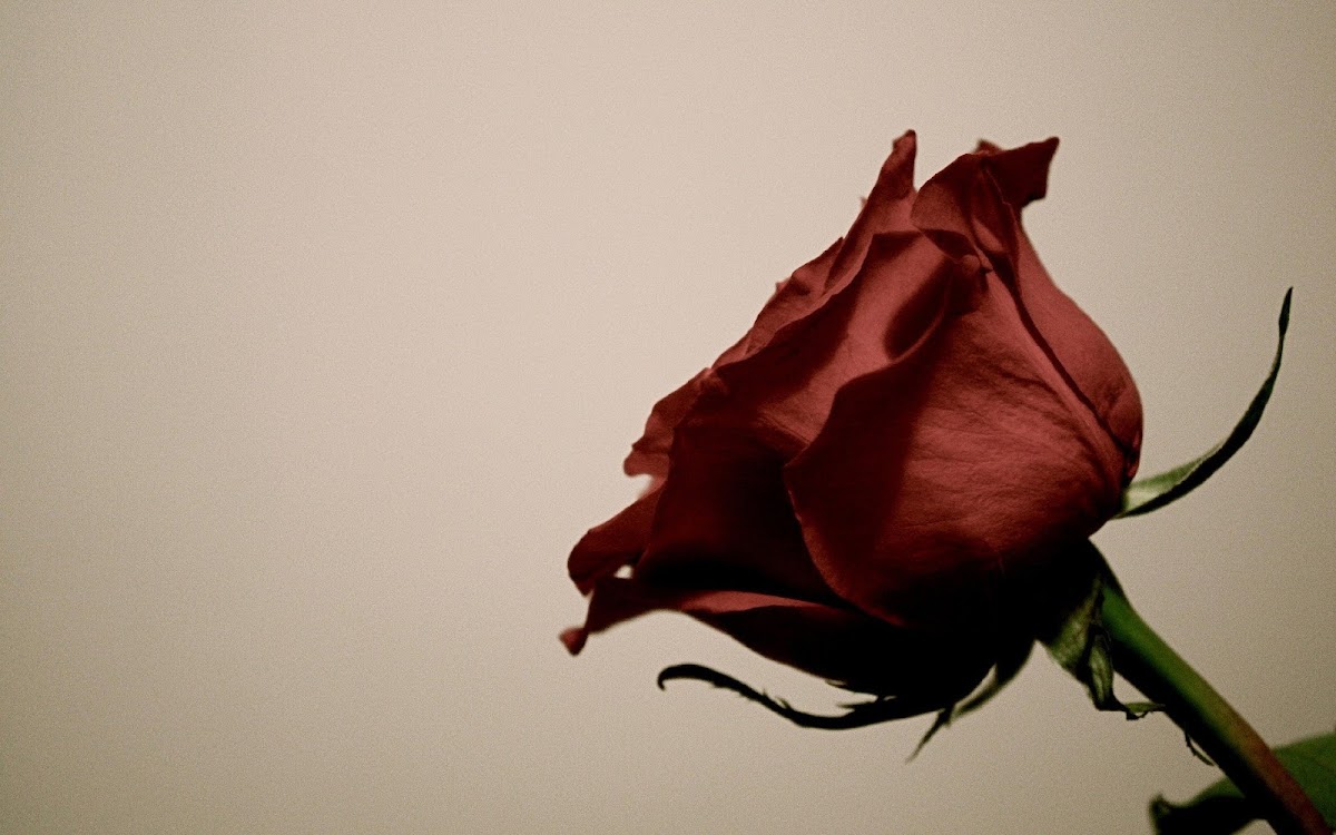 Red Rose Widescreen HD Desktop Backgrounds, Pictures, Images, Photos, Wallpapers 2