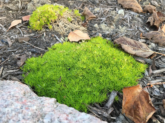 scotch moss in fall