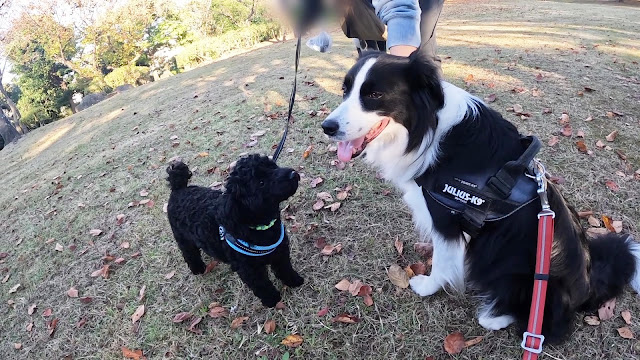 保護犬 ボーダーコリー トーマ