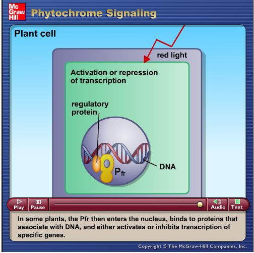  Click here to see how red light activates Phytochrome