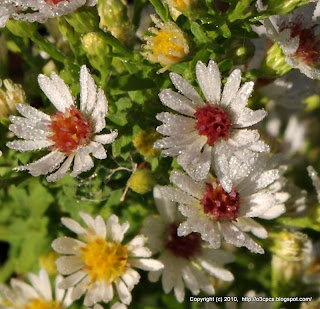 Wildflowers