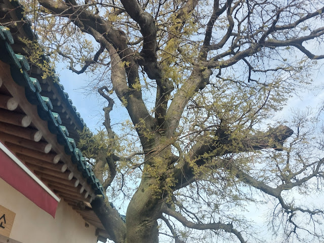 간월암 팽나무