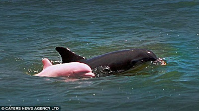 Pink Dolphin Seen On www.coolpicturegallery.net