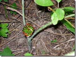 Jack in the Pulpit 001