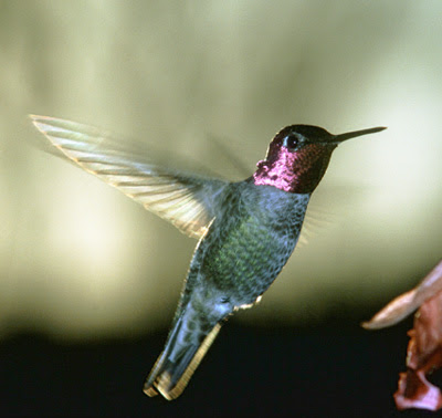 Birds Pictures - Hummingbird