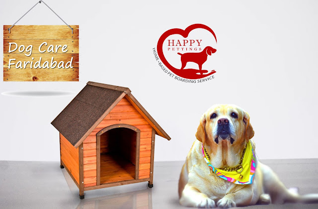 Dog Care Faridabad