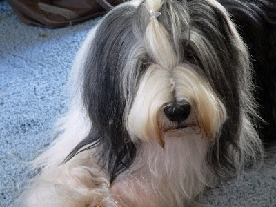 Bearded Collie