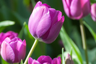 Tulips, Garvan Woodland Gardens