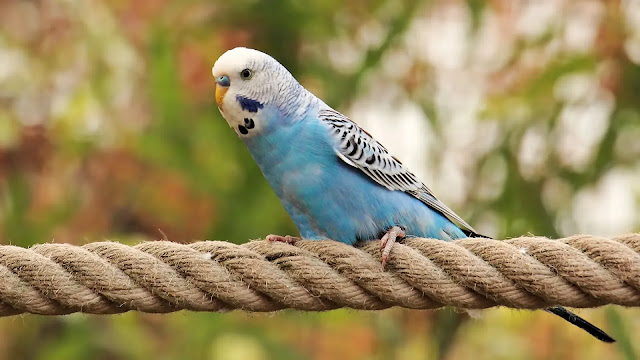 Budgie