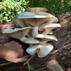 Mushroom Cultivation Training In Igatpuri