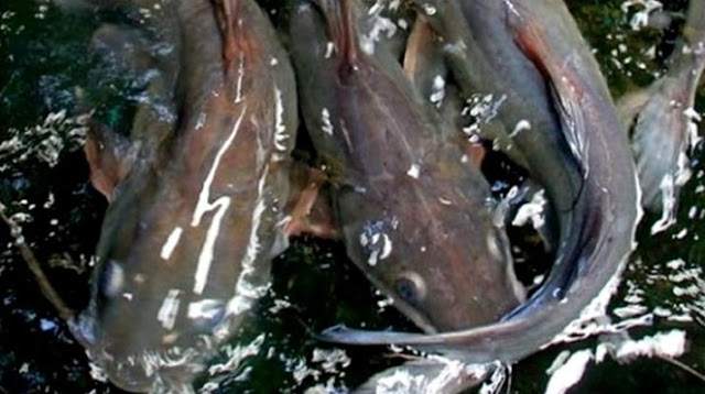 Ikan Baung