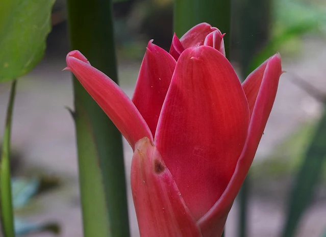 If all goes well this study will capture the incrfedible changes that this Wild Ginger Torch blossom will go through.   From a tall willowy pale red new blossom, to a fully open bright red torch, and onto a midnight black oval with berries.