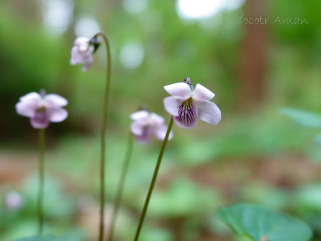 Viola verecunda