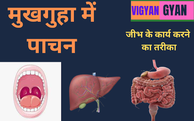 Digestion in Buccal Cavity