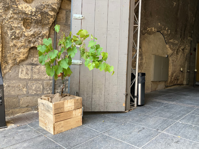 Vitis vinifera in houten plantenbak kopen of huren druivelaar