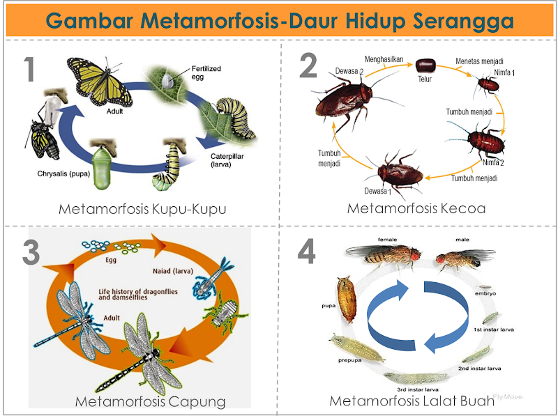 Baru Daur Hidup Serangga, Konsep Penting!