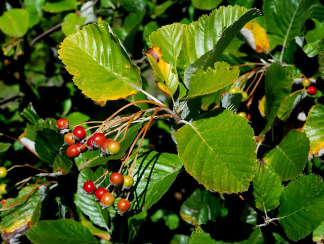 Рябина тюрингская (Sorbus x thuringiaca)