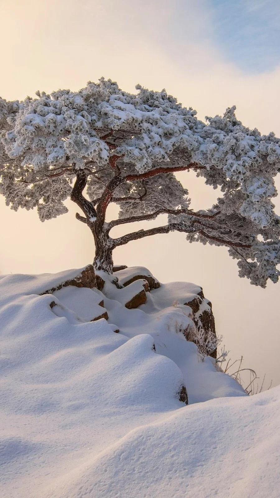 Árvore Coberta de Neve