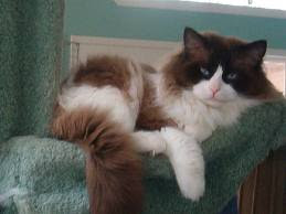 Specifically Type of All Concerning The Ragdoll Cat Personality
The Ragdoll Cat 