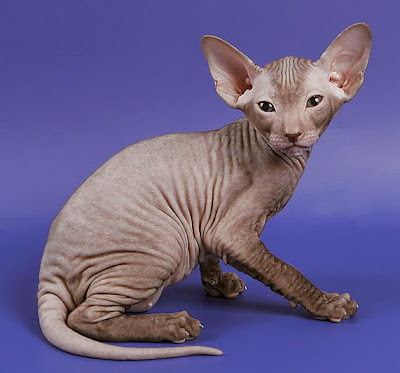 Kucing Peterbald - Sekitar Dunia Unik