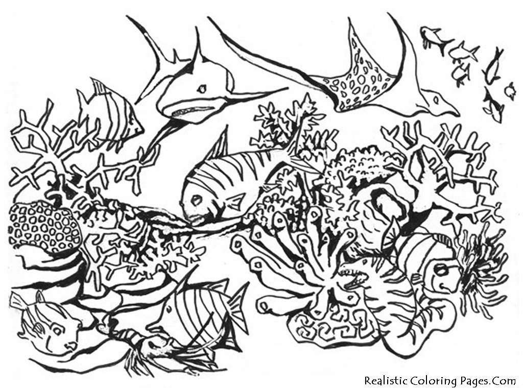 Ocean Fish Coloring Pages  Realistic Coloring Pages