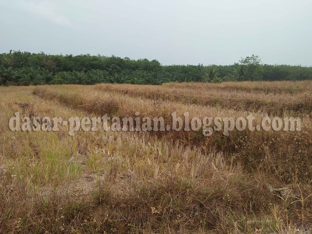  Musim kemarau disaat memasuki masa tanam padi menyebabkan petani terlambat dalam proses p Lahan Sawah Kering Akibat Kemarau, Petani Terlambat Menanam Padi