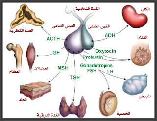  الغدة النخامية