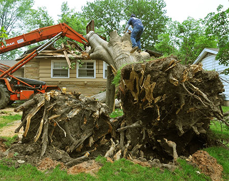 tree-stump-removal-liverpool