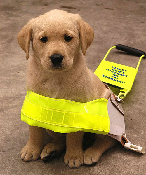 Assistance Dog Aware: Focus on: Guide Dogs