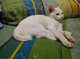 kucing putih ini namanya Pupu