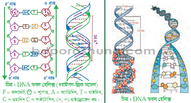Deoxyribonucleic Acid – DNA