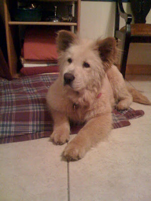 golden retriever mix chow. chow/golden retriever mix.