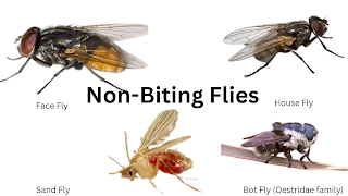 Cluster of non-biting flies resting on a surface, illustrating their role in disease transmission and the need for improved livestock sanitation