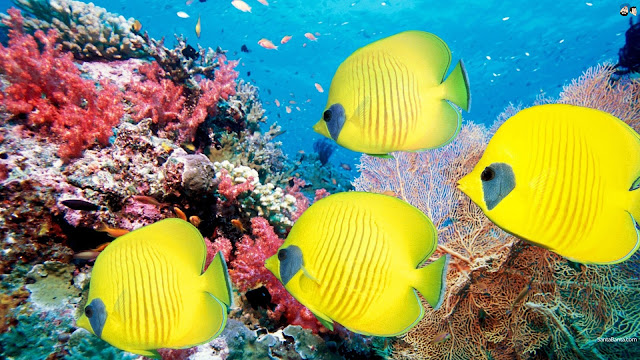 Yellow Longnose Butterflyfish