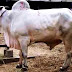 GAMBAR SAPI ONGOLE 3