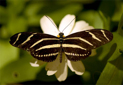 Zebra Winged butterfly